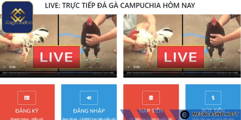 Đá gà trực tuyến cung cấp nhiều trận đấu để lựa chọn
