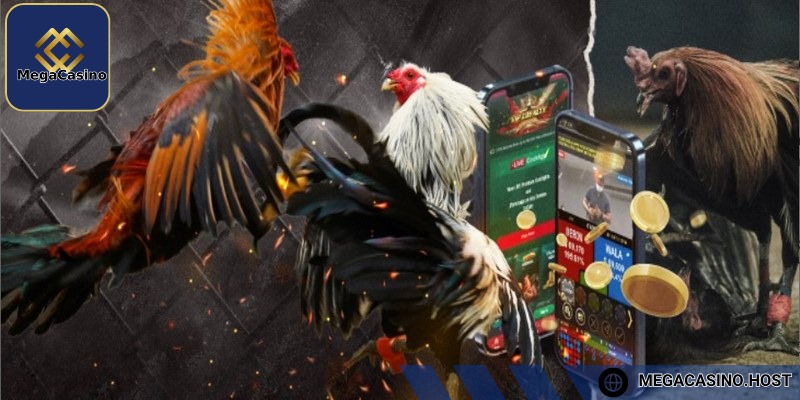 Các kèo chọi kê qua mạng dễ kiếm thưởng lớn